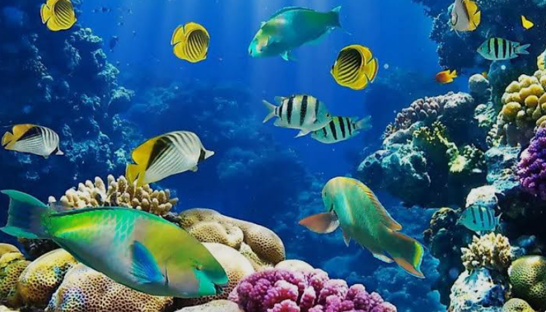 Colourful fishes in the Sea