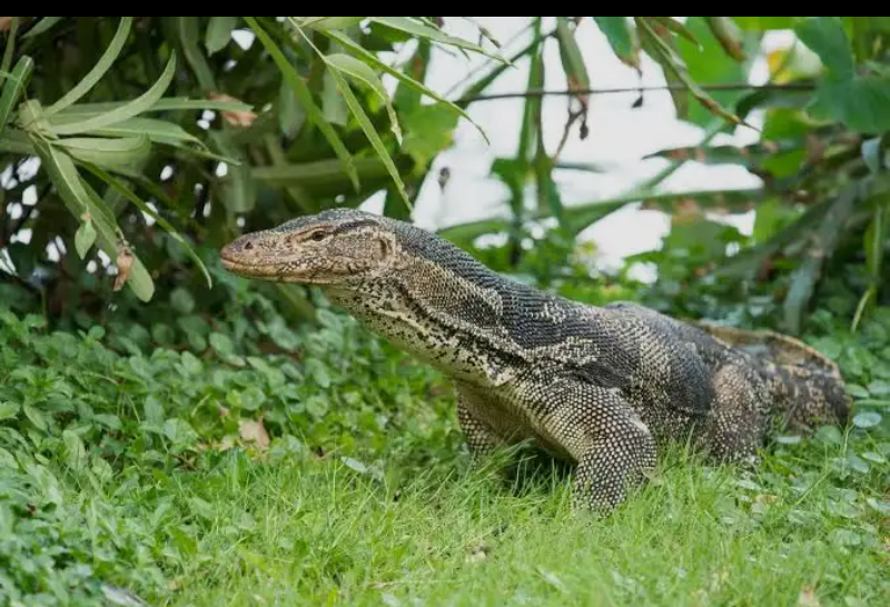 Monitor Lizard in the wild