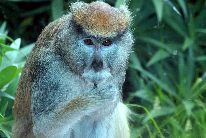 Pata Monkey